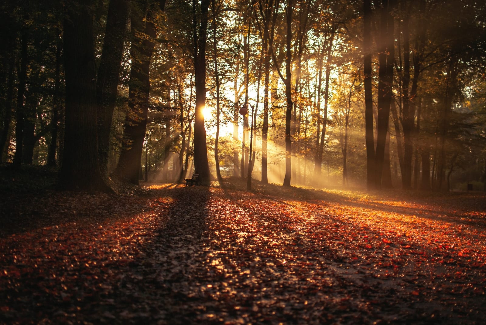 Autumn Has Come a Month Too Early